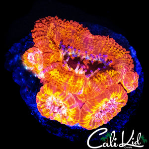 CK FLAMETHROWER ACAN QUAD