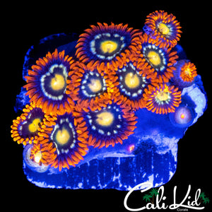 ASSORTED ZOA MINI COLONY