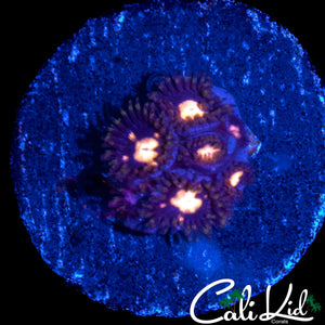 CK UNRELEASED ZOA MINI COLONY