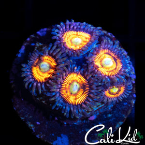 BLINDING ULTRA ZOA MINI COLONY