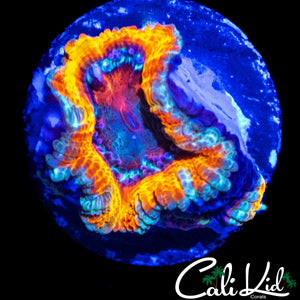 CK SILVER BULLET ACAN W/ BABY