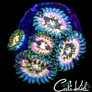 SOUR PUNCH ZOA MINI COLONY