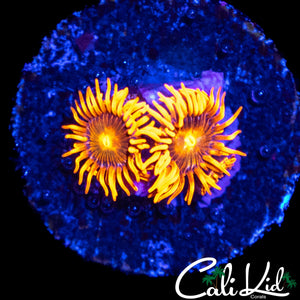 CK ACID POPPY DOUBLE