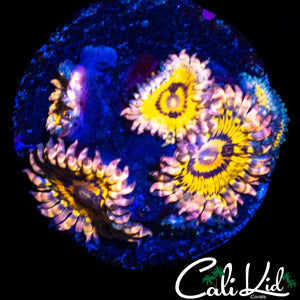 STRATOCASTER TYPE MINI COLONY