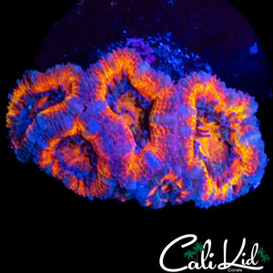 FLAMING RIM ACAN QUAD