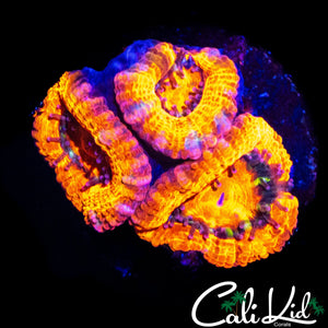 ULTRA ACAN TRIPLE