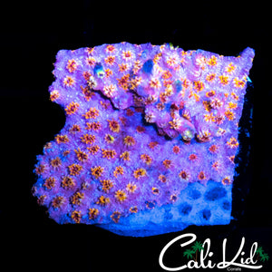 RAINBOW CYPHASTREA CHUNK