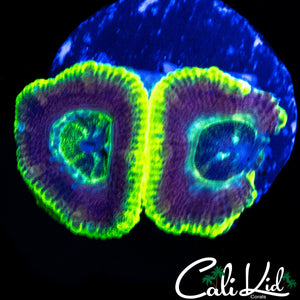 ULTRA ASIAN ACAN DOUBLE