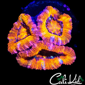 ULTRA ACAN TRIPLE