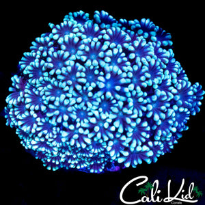 BI COLOR ALVEOPORA