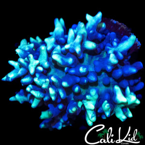 FROSTED BUBBLE SHROOM