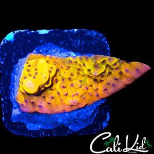 CK BUBONIC MONTI