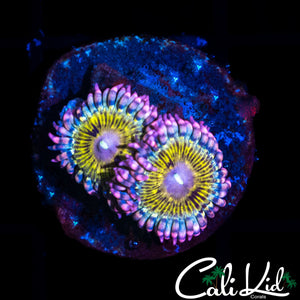 MYSTERY PALY DOUBLE