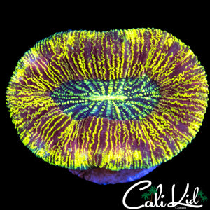 ELECTRIC SHOCK RAINBOW TRACHY