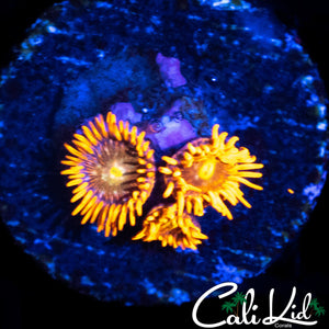 CK ACID POPPY TRIPLE