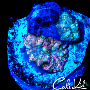 NEPTUNE BOUNCE MINI ROCK
