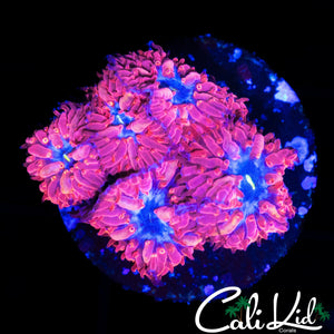 BLUE RAVEN BLASTO MINI COLONY