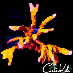 SPY'S RED MONTI LARGE