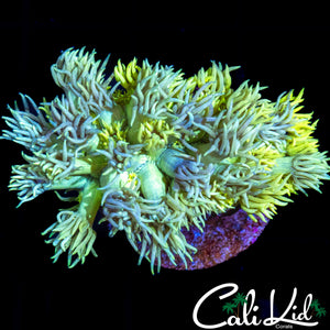 MULTI COLOR SHAGGY GONI