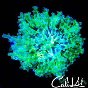 PURPLE / GREEN BRANCHING FROGSPAWN