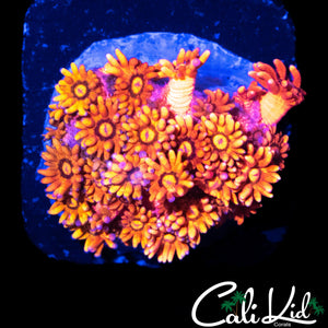 TEQUILA SUNRISE GONI