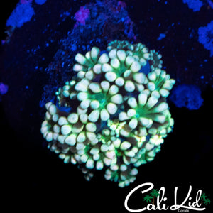 BI COLOR ALVEOPORA