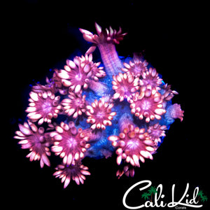 PINK PASSION GONI