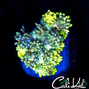 ULTRA LEMON LIME GONI