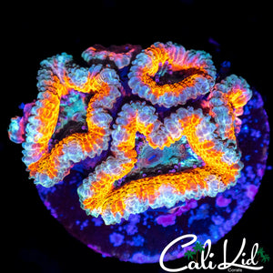 CK SILVER BULLET ACAN MINI COLONY