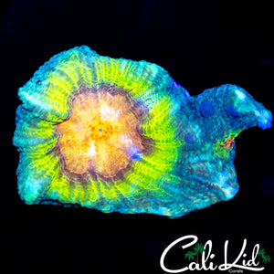 RAINBOW EYE PECTINIA
