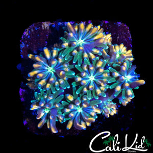 CK KALEIDOSCOPE GALAXIA