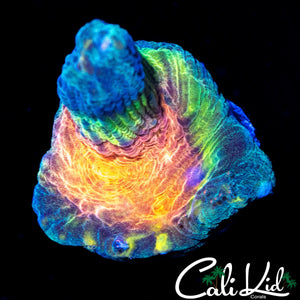 ULTRA RAINBOW EYE PECTINIA
