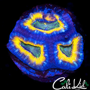 ULTRA RAINBOW ACAN TRIPLE