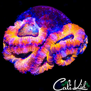 ULTRA RAINBOW ACAN QUAD