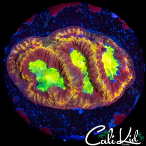 CK FLAMETHROWER FAVIA