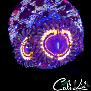 LC PETROGLYPH DOUBLE