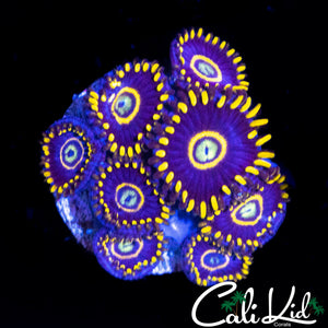 OG BLUE HORNET MINI COLONY
