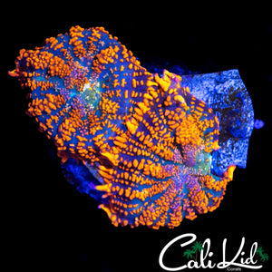 FLAMETHROWER RHODACTIS DOUBLE