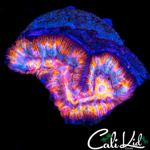 ULTRA RAINBOW WILSONI
