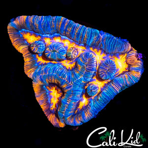 PATCHWORK WILSONI CHUNK