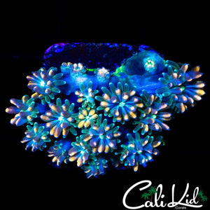 CK KALEIDOSCOPE GALAXIA