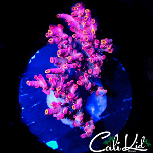 MYSTERY SPECIOSA COLONY