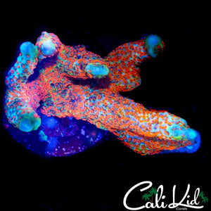BUBBLE GUM DIGI