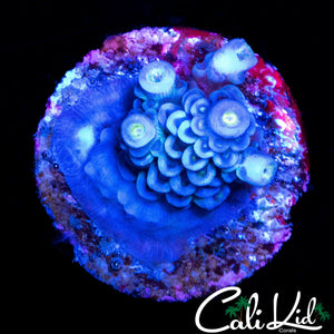 BI COLOR TENIUS