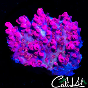 PLUM TREE ACRO CHUNK