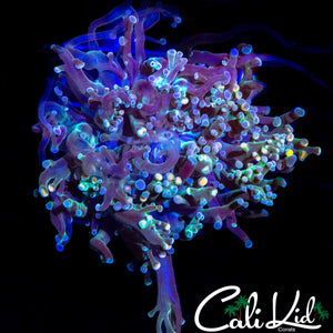 AQUACULTURED BI COLOR BRANCHING FROGSPAWN