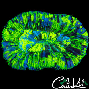 BEAUTIFUL SPLATTER TRACHY