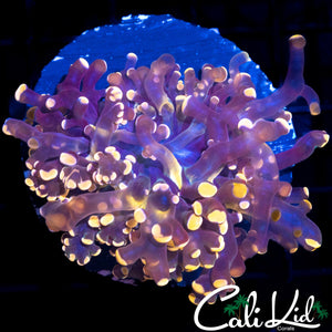 AQUACULTURED GOLDEN BRANCHING FROGSPAWN