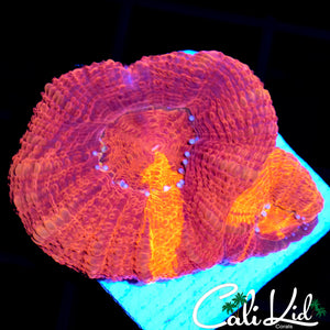 Blood Orange Bowerbanki