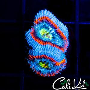 CK Aquaman Micro